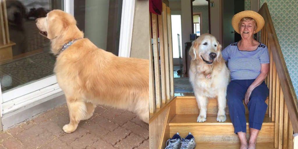 True friendship.  A cute dog insists on visiting the neighbor he has become a close friend with