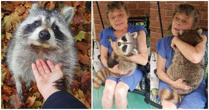 True friendship.  The loyal panda continues to visit its owner who saved it even after it was released into the wild