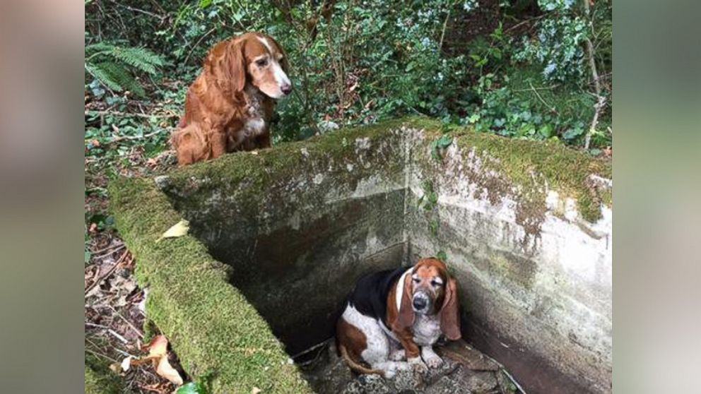 True friendship between two dogs.  For a week, the dog faithfully protected a friend's dog that fell into the water