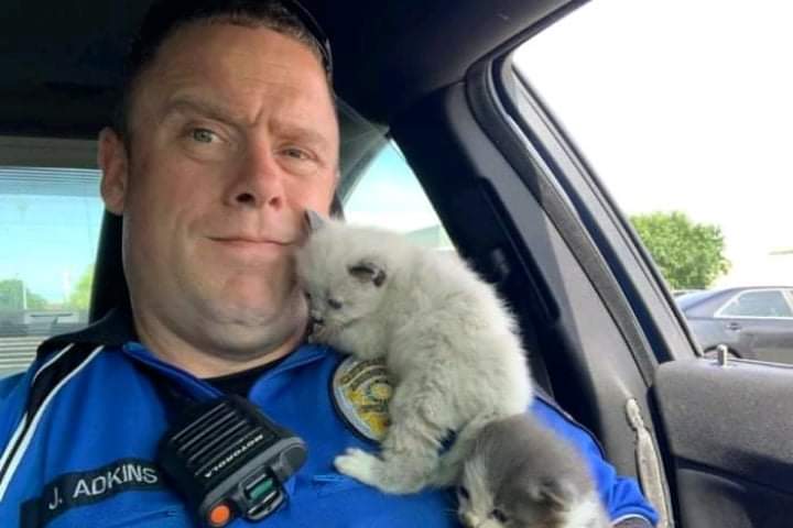 Two cute kittens constantly hug the policeman who saved their lives