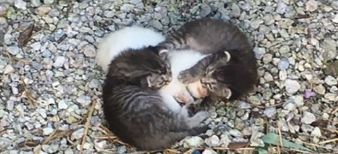 Two cute kittens kept the third kitten warm by hugging her tightly in the cold, but they were rescued very quickly and adopted by their mother.