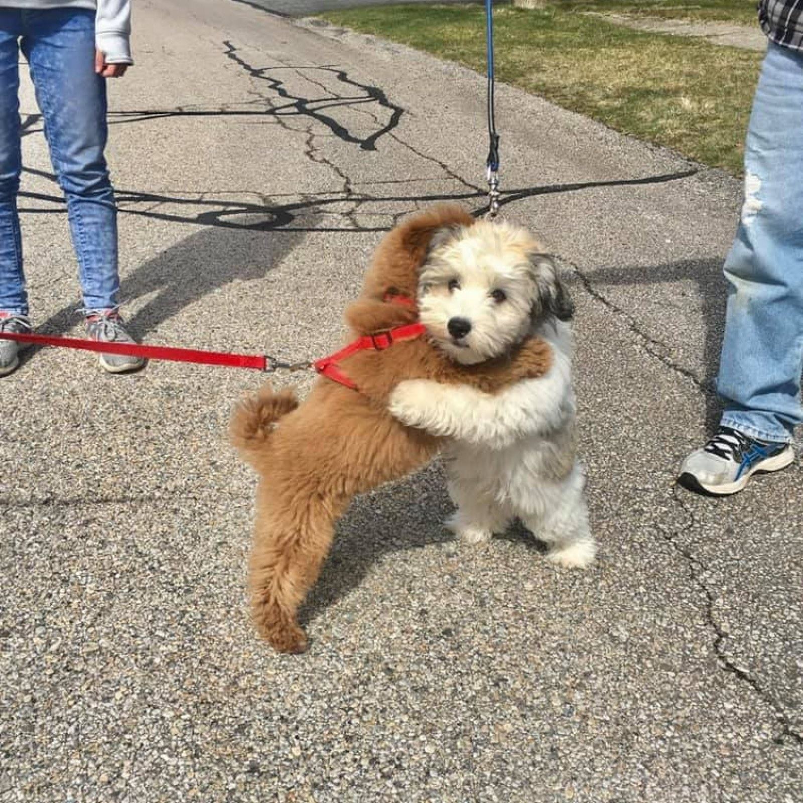 Two lovely dogs from the same neighborhood love to hug each other every time they see each other