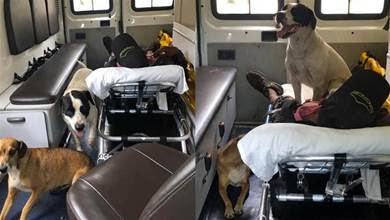 Two loyal dogs do not leave their owners when their owners are sick.  The emergency personnel made the decision to take the dogs by ambulance