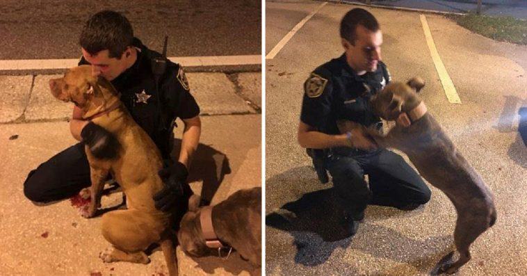 Two policemen rescue two scared dogs and don't leave them until help arrives