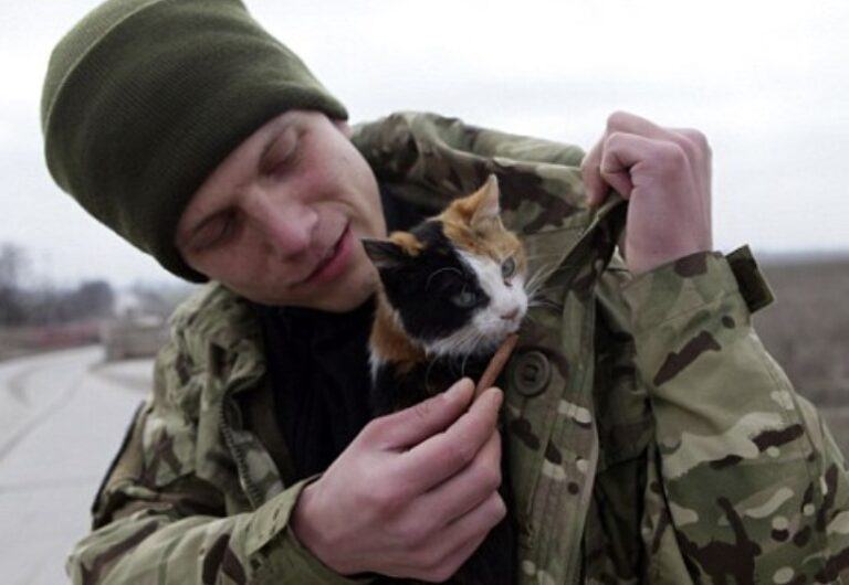 Ukrainian soldiers feel lucky to be with abandoned cats