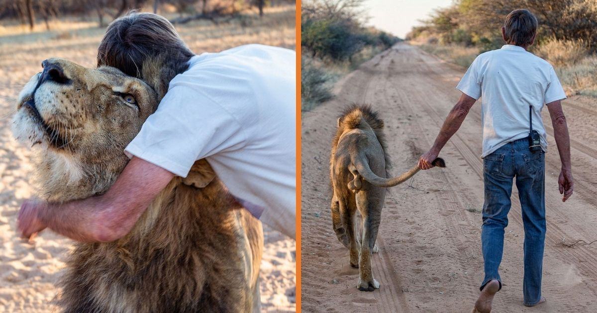 Unforgettable 11 years of true friendship between the lion and the caretaker who saved it