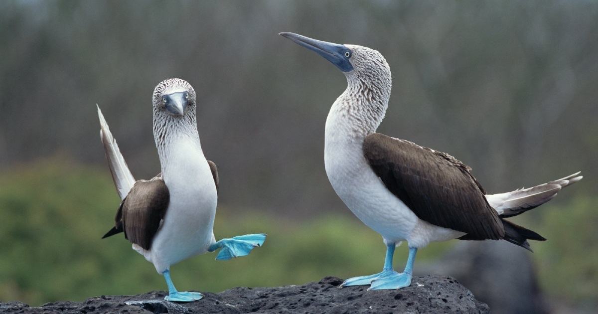 Unique birds.  This is Blue-legged Booby—a cute and cuddly "cartoon" bird.