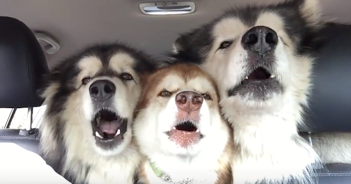 Very cute and funny video.  Three Alaskan Malamutes singing together on their way to the grooming house