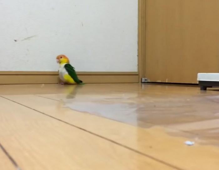 Very funny clip.  You can't stop looking at this crazy stomping parrot