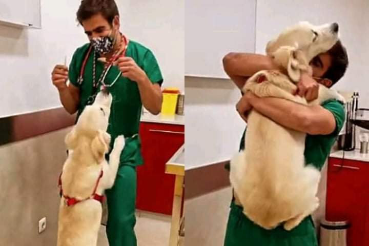 Veterinarians vaccinate dogs in a very funny and beautiful way that they really enjoy