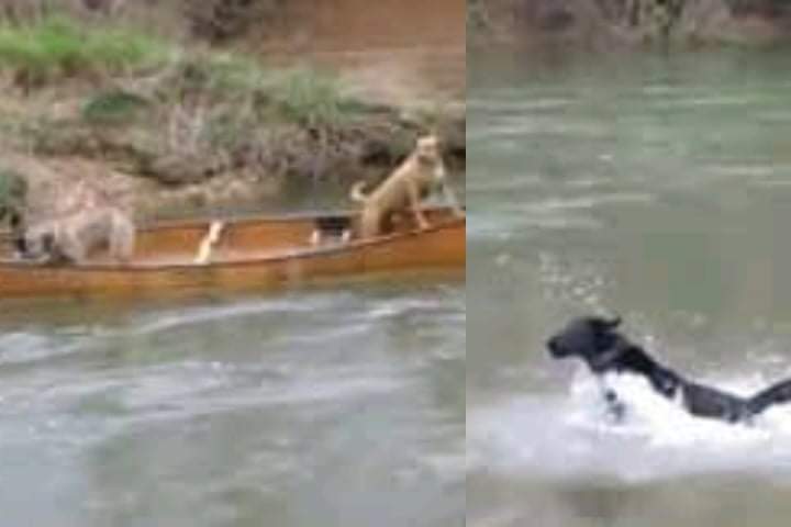 Videotapes.  A brave dog behaved heroically when he rescued two Labrador dogs trapped in a moving canoe