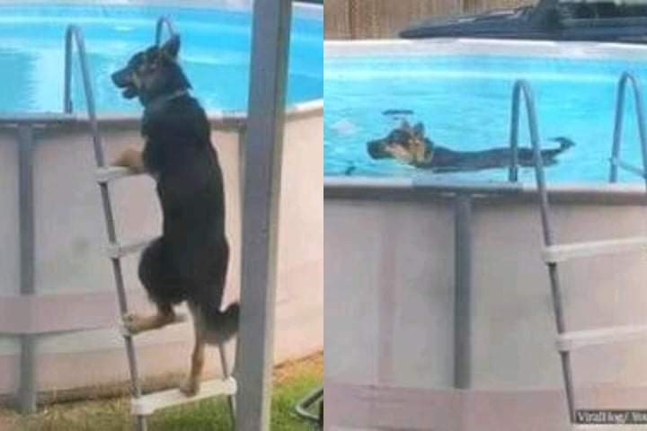 Videotapes.  A family captured their dog secretly swimming in the backyard pool