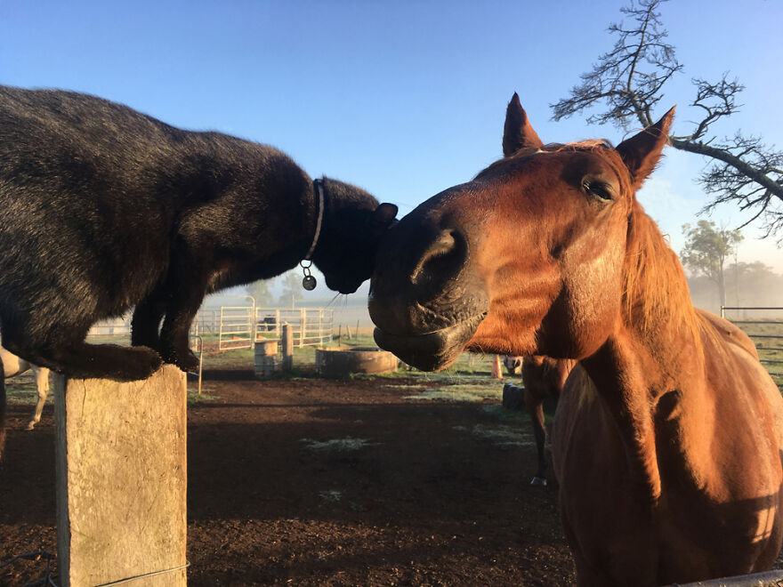 Videotapes.  A friendly cat and a horse are truly inseparable friends who have a good morning routine every day.