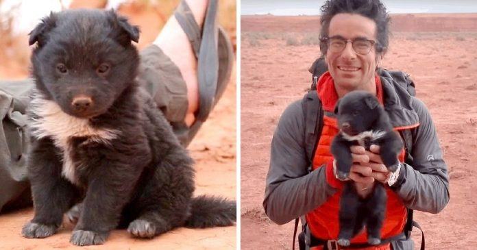 Videotapes.  A hopeless abandoned puppy has been rescued and joins researchers on a 1,287km adventurous bike ride