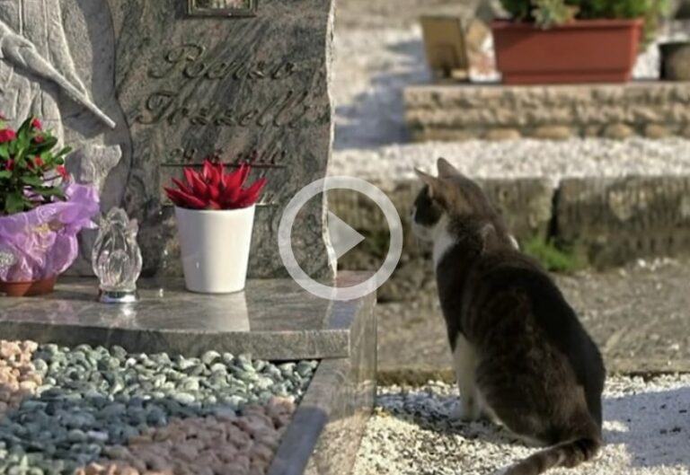 Videotapes.  A loyal cat visits the cemetery of its former owner every day.  He can't imagine and adjust to his new life without his master