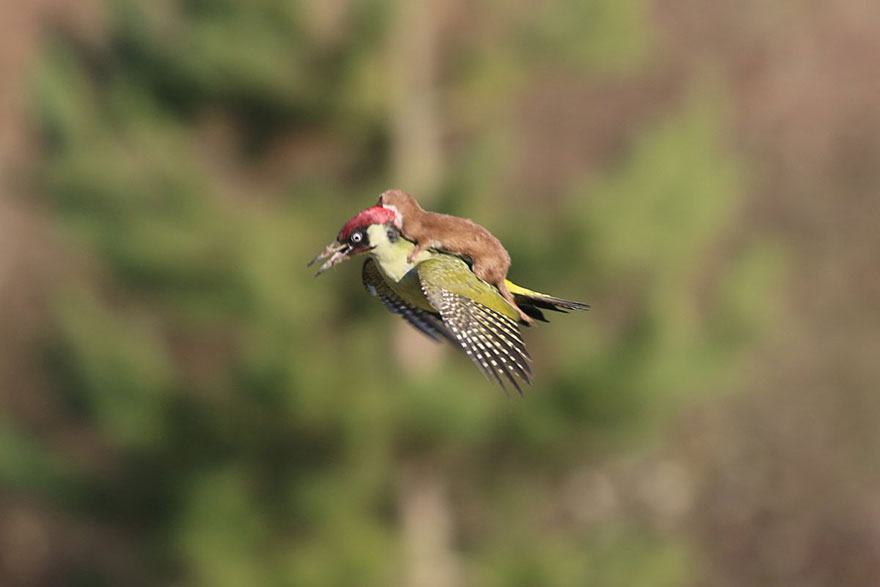 Videotapes.  A magical scene.  The ferret enjoys riding on the back of a woodpecker