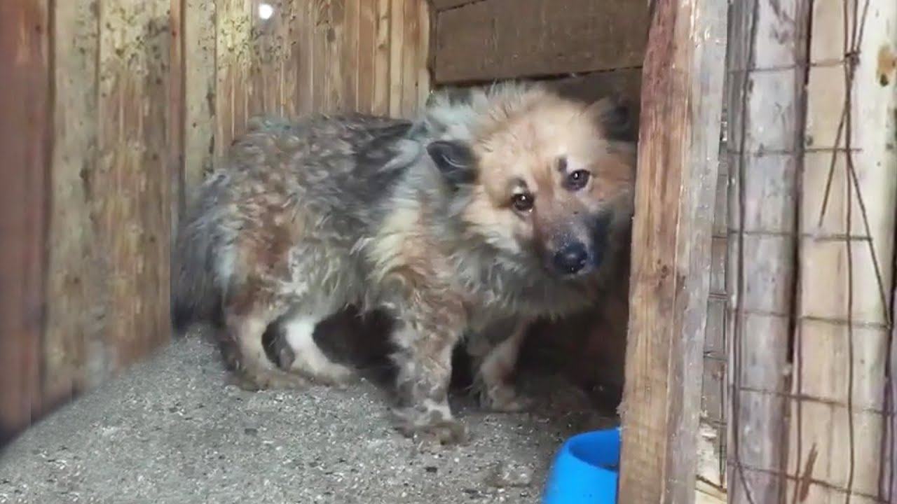 Videotapes.  A scared and abused puppy shyly emerges from behind the door when the rescuer arrives