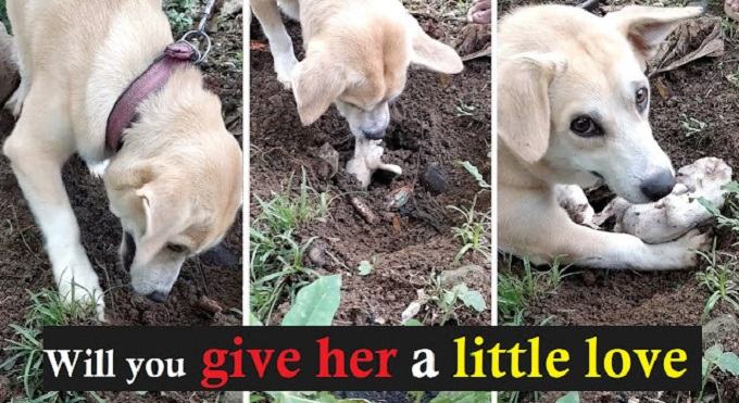 Videotapes.  A touching scene.  How a mother dog dug her pup's grave in a vain attempt to wake the puppy up