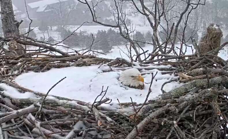 Videotapes.  A wonderful mother eagle keeps her cubs safe and warm even when covered in snow