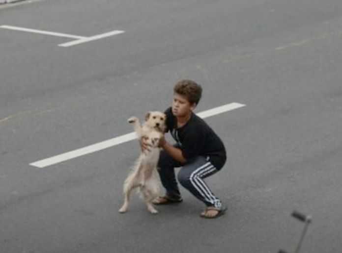 Videotapes.  An 11-year-old boy stopped a traffic jam to save an injured and injured dog in a collision