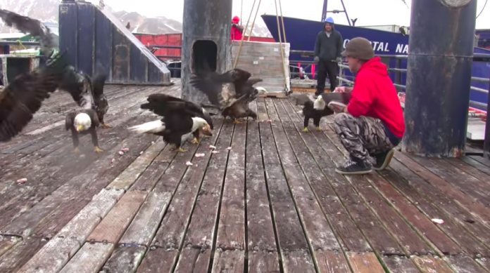 Videotapes.  An act of heroism.  How one kind guy relentlessly lets Alaskan bald eagles risk his life every day