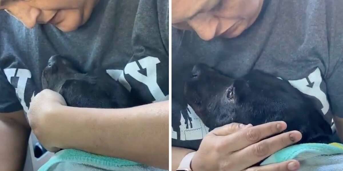 Videotapes.  An emotional scene.  Pregnant stray dogs can't hide their happiness after being rescued