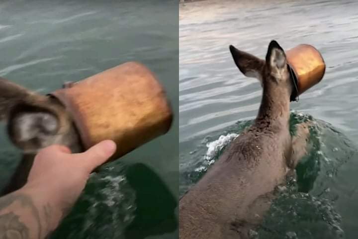 Videotapes.  Brave villagers rescue deer stuck in paint bucket