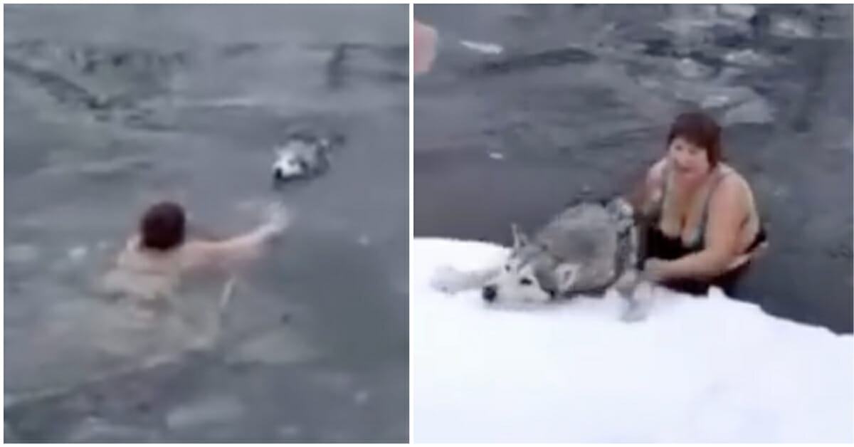 Videotapes.  Brave woman jumps into icy water to save life of Husky dog ​​stuck in ice