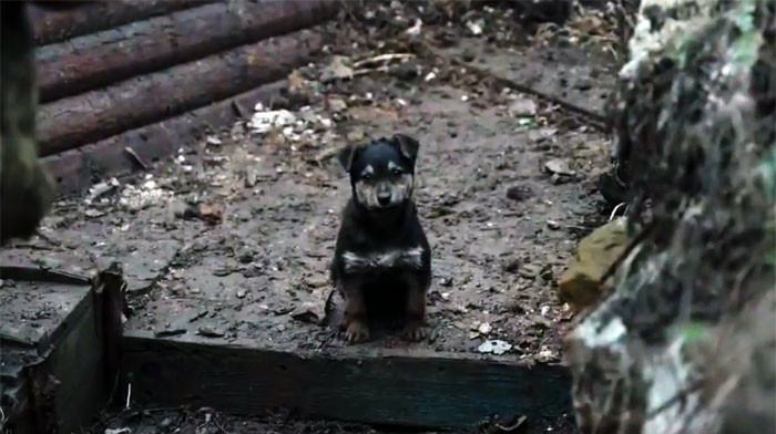 Videotapes.  Cute little dog named Rambo has become a loyal guard dog after being rescued by Ukrainian soldiers