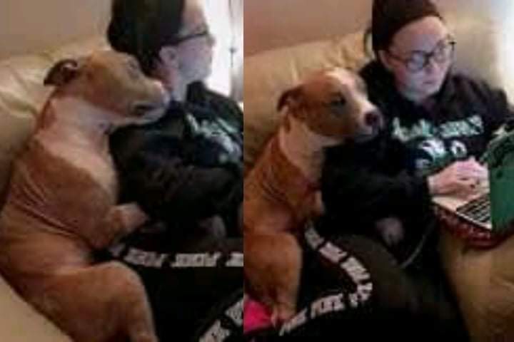 Videotapes.  Cute pitbull dog keeps hugging his owner who rescued and adopted him from the orphanage