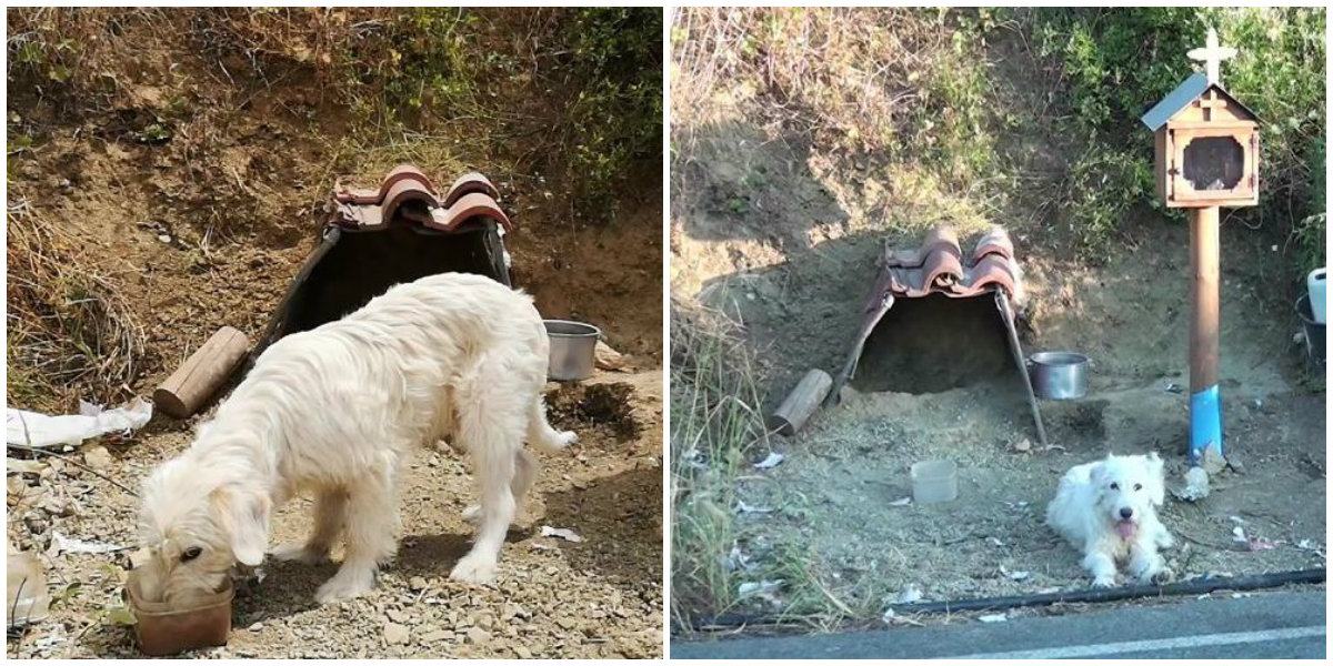 Videotapes.  For a year and a half, a loyal dog has been waiting for his owner by the roadside shrine