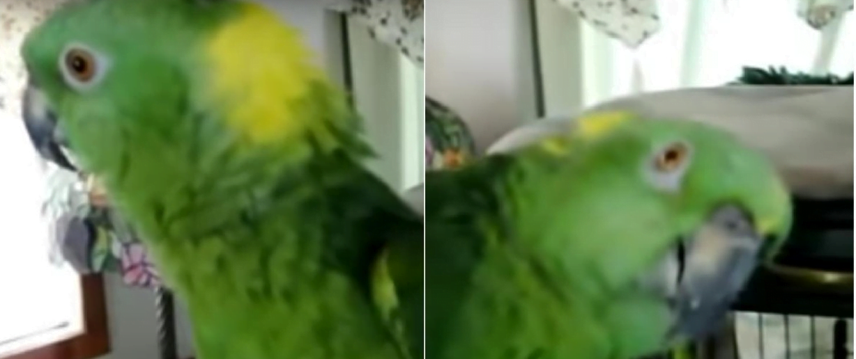 Videotapes.  Great parrot voice.  The Parrot Song: The bird sings a song so intricate that you can even hear the lyrics