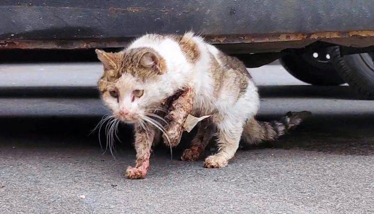 Videotapes.  Healthy cat overcomes poor health after being hit by a car