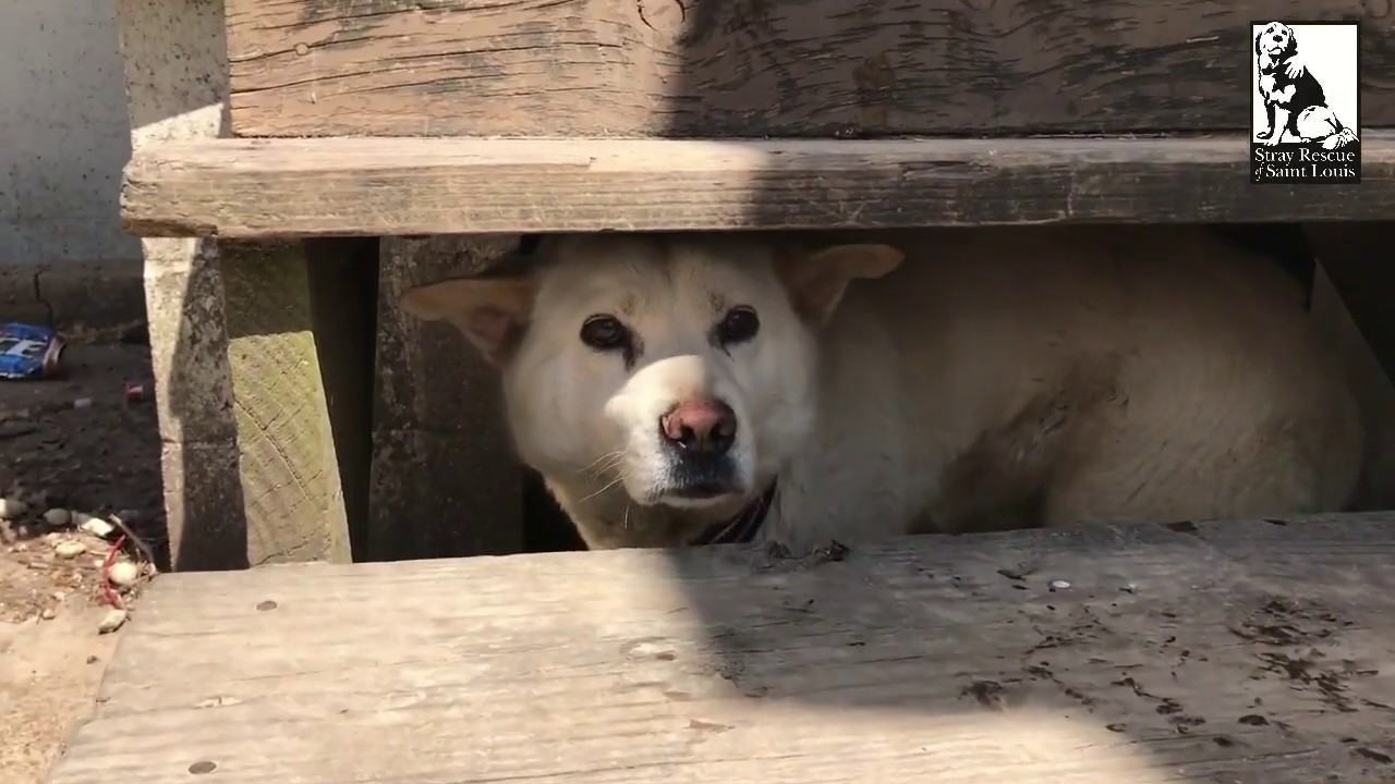 Videotapes.  It was noticed that the scared dog was shaking so much that the rescuers cried