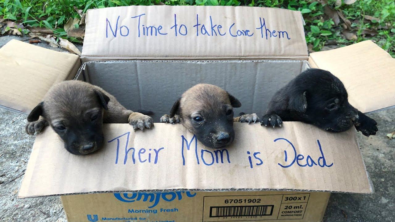 Videotapes.  Kind boy rescues 3 dogs that were left out of the box