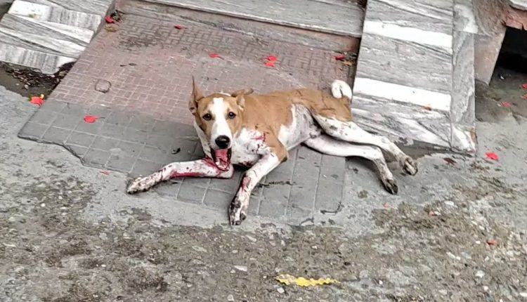 Videotapes.  Rescue a horrible and scared dog covered in blood