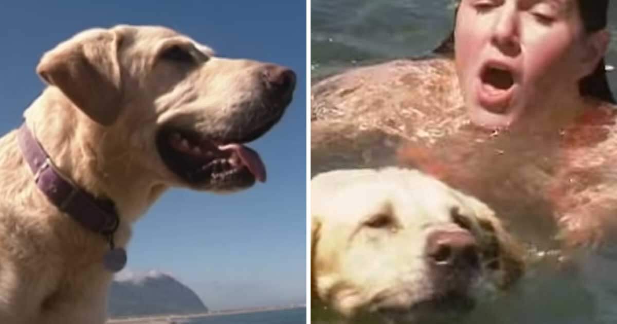 Videotapes.  The brave dog saved the life of the girl who was about to drown when he heard a cry for help.