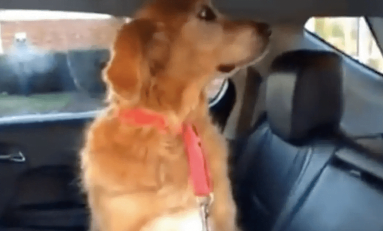 Videotapes.  The cute and smart golden retriever makes it clear that he can't be fooled when it comes to the vet