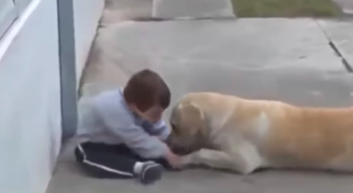 Videotapes.  The dog approached the boy with Down syndrome and befriended him