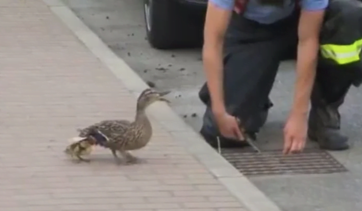 Videotapes.  The mother duck constantly quacks and cries for help from passersby because her ducklings are stuck in the sewer