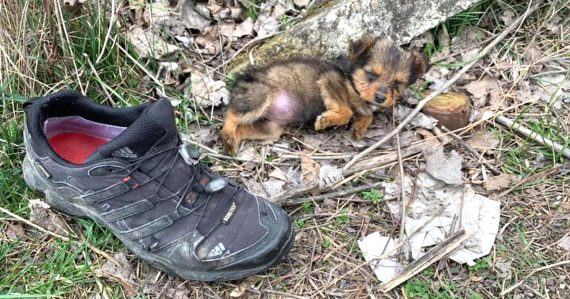 Videotapes.  Tiny dog ​​uses boots as shelter before a man finds an abandoned puppy in a cargo box and rescues it