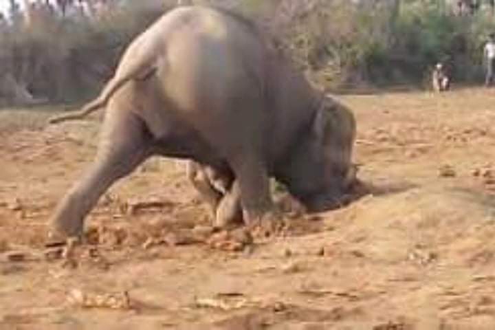 Videotapes.  You will be surprised to know why elephants dig holes for 11 hours