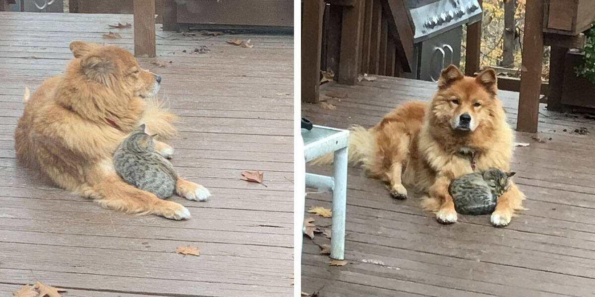 What a sweet scene.  The family looked out the window and their hearts melted at what they saw