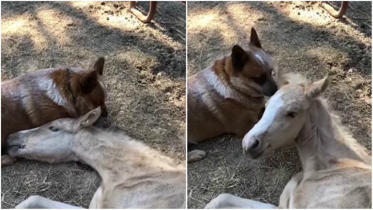 When the foal lost its mother, the kind dog became the foal's support and close friend.  He comforted him during a difficult period of his life