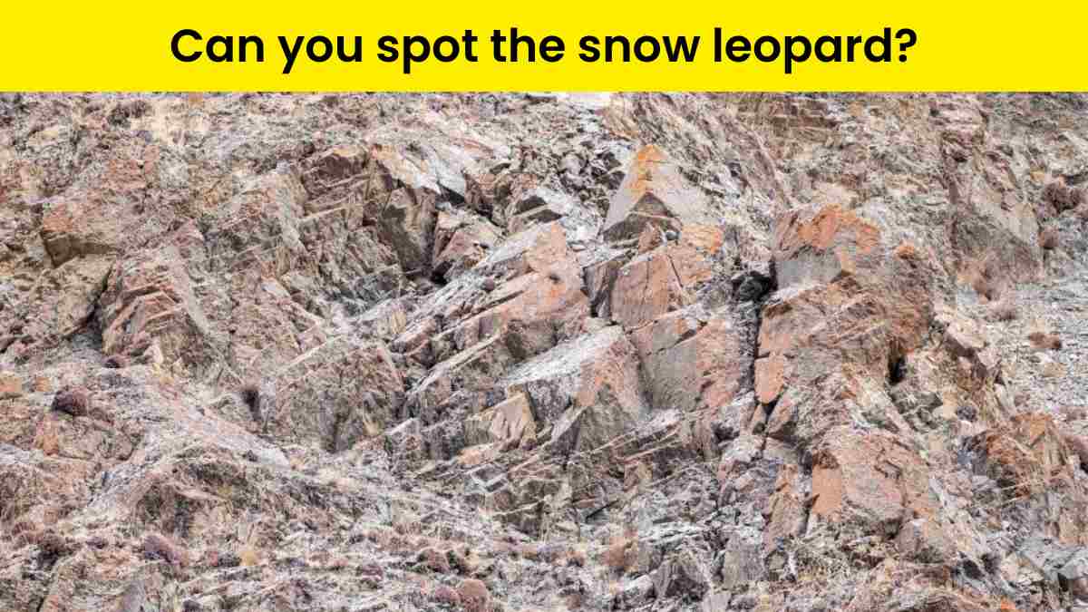 Can you spot the snow leopard?