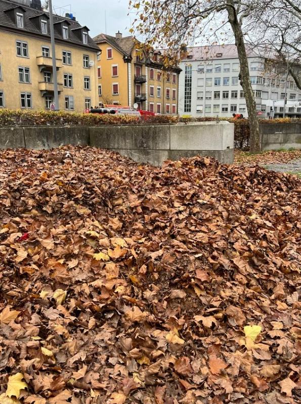 You could be in the top 1% if you can spot the lucky dog ​​hiding in this pile of leaves in less than 30 seconds.