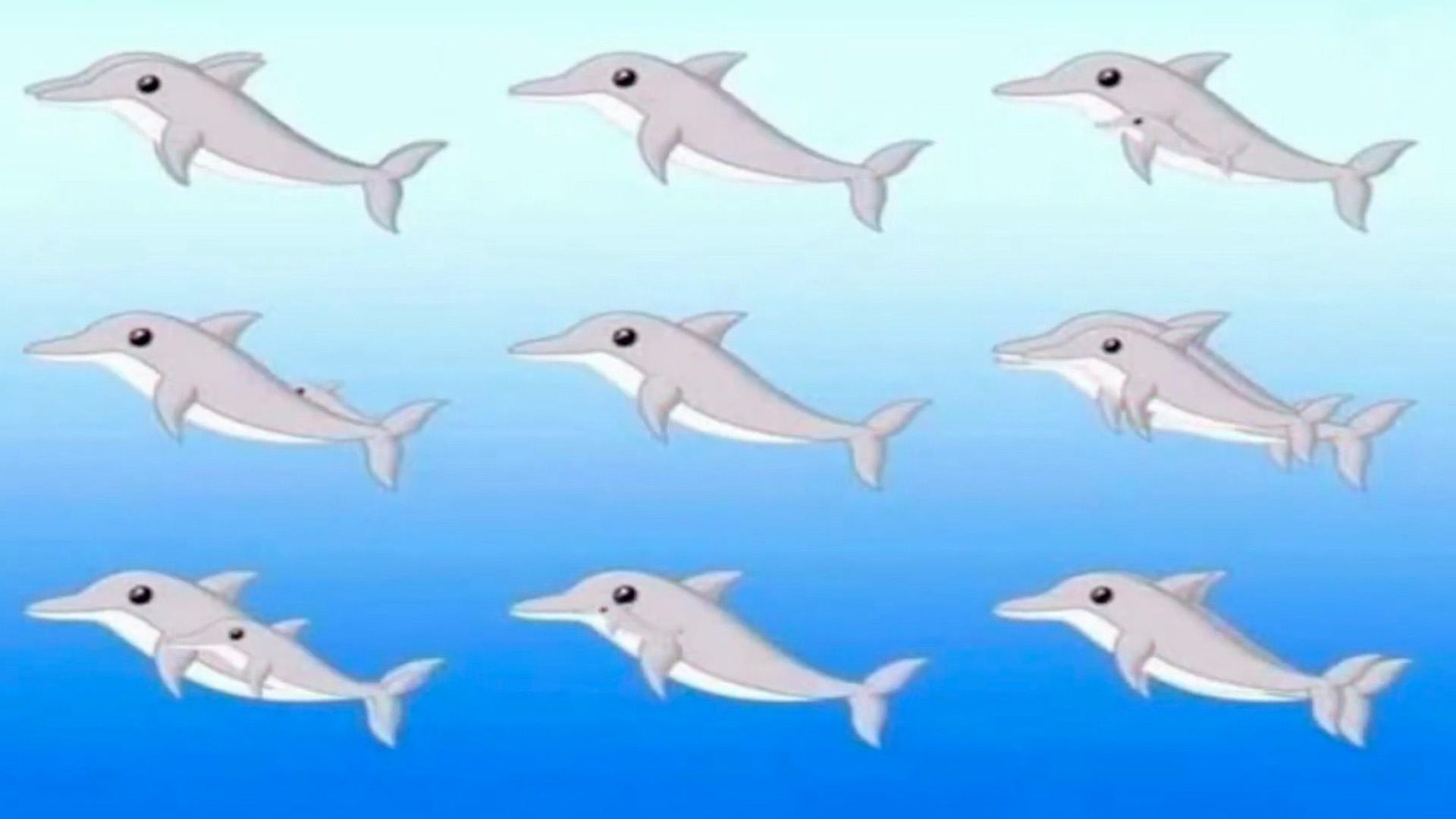 You have a high IQ if you can spot ALL the dolphins hiding in new optical illusion