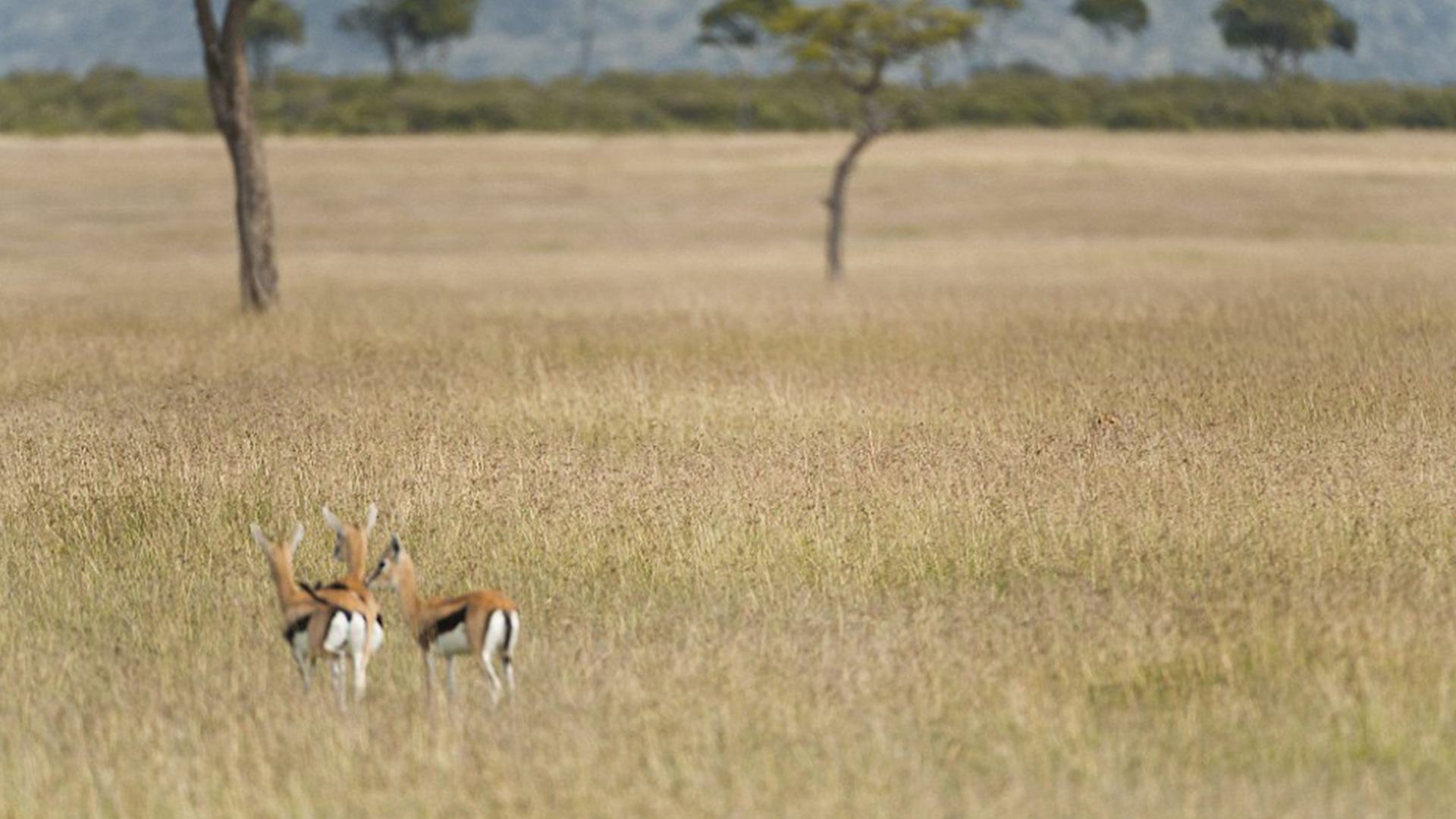 You have eyes of a hawk if you can spot the sneaky cheetah perfectly camouflaged as it stalks prey