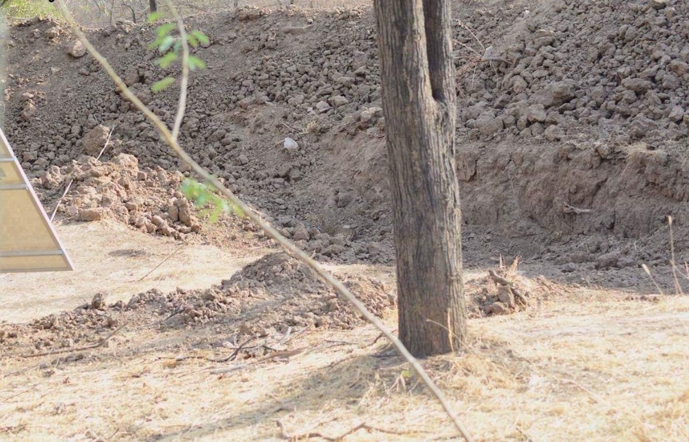 You might have the eyes of an archer if you can spot the leopard in this photo.