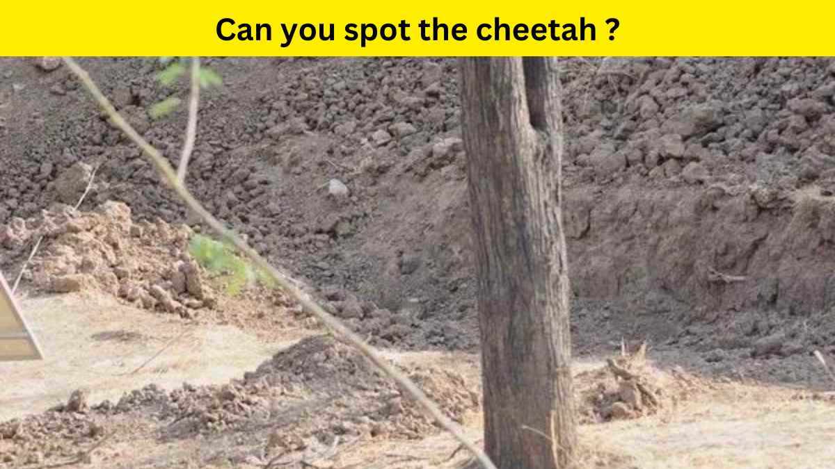 Optical Illusion: Spot the cheetah in 8 seconds